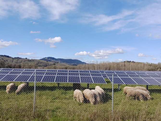 Paneles solares generando electricidad y ovejas pastando bajo ellos, ¿combinación rentable?