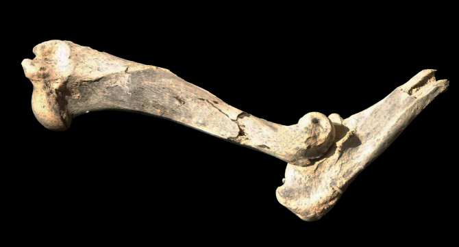 El enorme felino con dientes de sable que asoló América del Norte