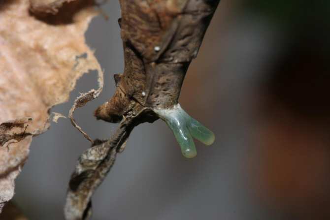 Descubren en hembras de mantis un “órgano del deseo” para seducir a machos