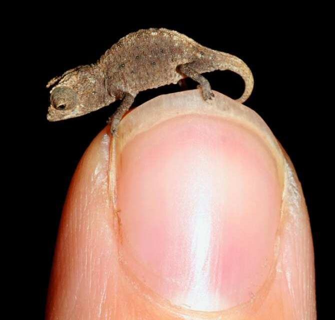 Reptiles asombrosamente pequeños