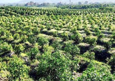 Sabana Larga, una tierra de prosperidad