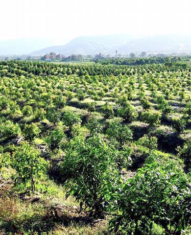 Sabana Larga, una tierra de prosperidad