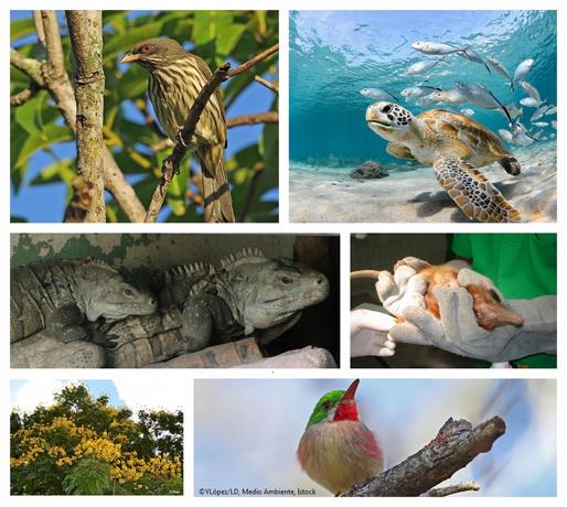Se reactiva Roavis, la red de protección a la vida silvestre de Centroamérica y RD