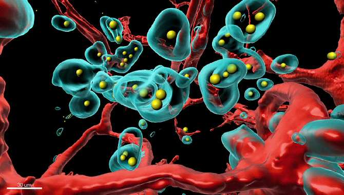 Técnica para hacer que las células cancerosas se autodestruyan