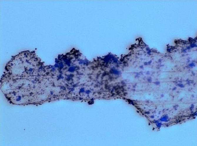 Descomponer microplásticos mediante robots del tamaño de bacterias