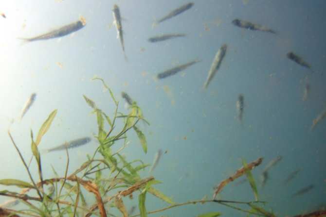 Pérdida rápida de oxígeno en muchos lagos del mundo