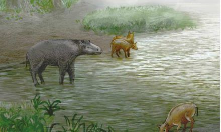 Nuevas especies de pseudocaballos de hace 37 millones de años