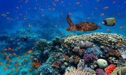 Día Mundial del Medio Ambiente: Reimagina, recrea, restaura…