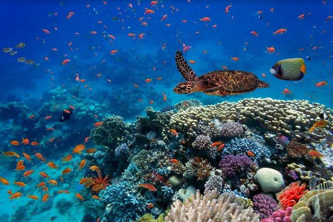 Día Mundial del Medio Ambiente: Reimagina, recrea, restaura…