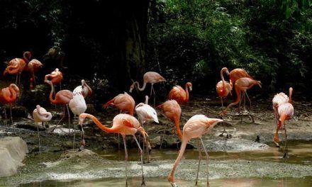 La aventura por la biodiversidad