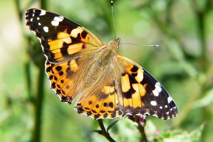 Mariposas cruzan el Sáhara en la migración de insectos más larga