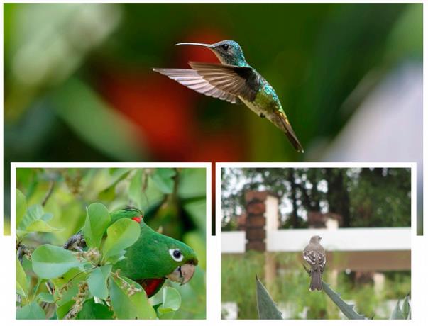 ¿Por qué se ven ahora más aves en la ciudad?