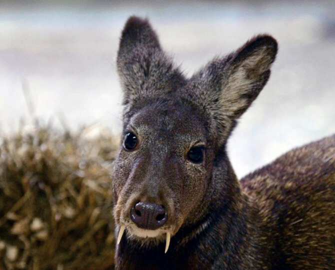 No es un venado vampiro