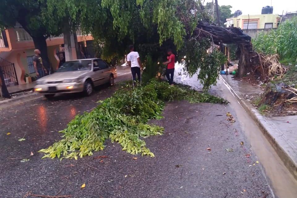 Ventarrón derriba árbol en calle Luperón, provocando un apagón