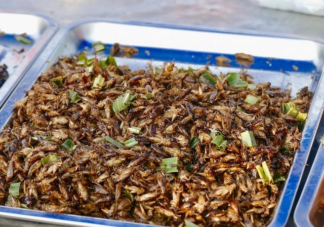 Insectos comestibles, útiles para la fabricación de harinas