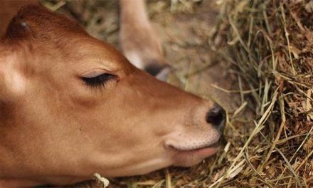 ¿Qué sienten los animales?