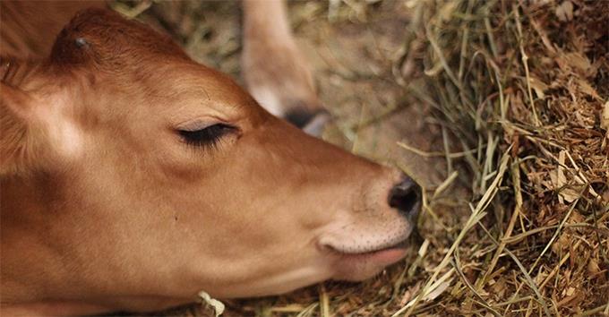 ¿Qué sienten los animales?