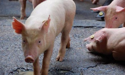 Gobierno crea comisión para erradicar peste porcina africana; EEUU dona equipos que permitirán detectar la enfermedad