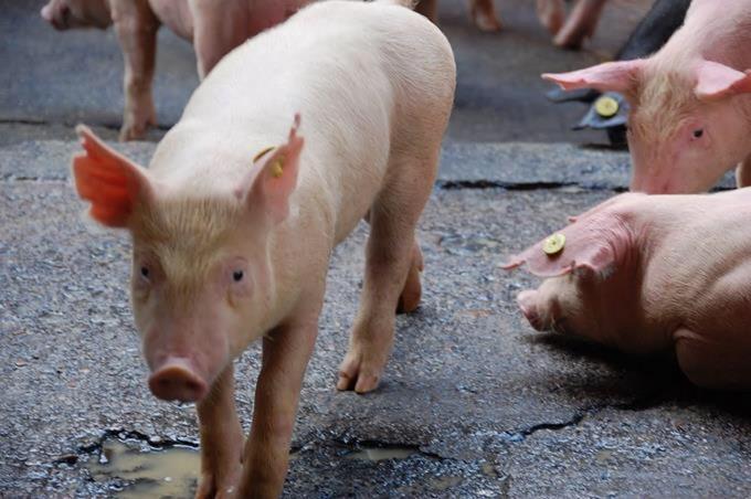 Gobierno crea comisión para erradicar peste porcina africana; EEUU dona equipos que permitirán detectar la enfermedad