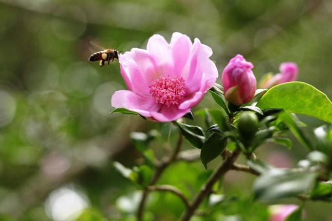 Lanzan proyecto para conservar y expandir la flor nacional