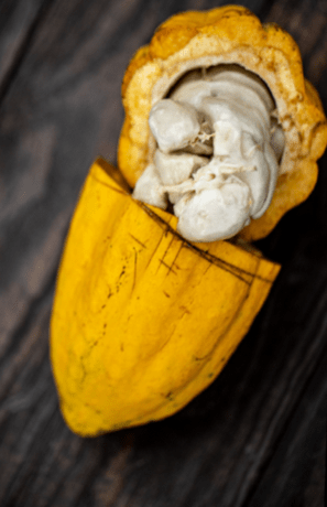 Rutas para conocer el cacao dominicano