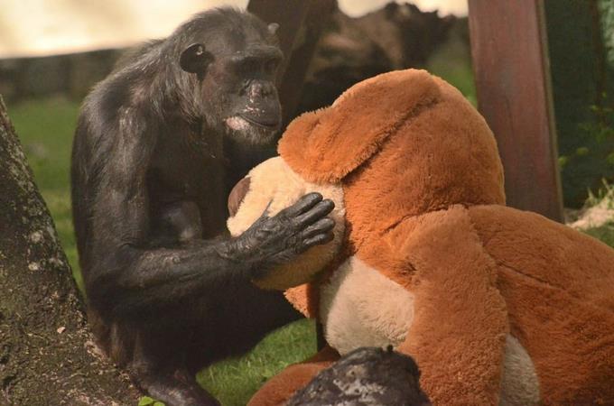 Situaciones especiales que se ven en el Zoológico Nacional