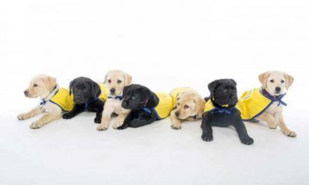Nuevas habilidades cognitivas con las que ya nacen los perros