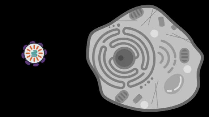 Usan moléculas del cuerpo humano para construir vehículos intracorporales