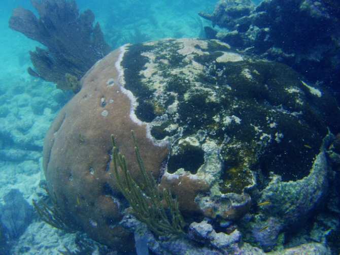 Lo que está matando corales en Florida ahora también los mata en Belice