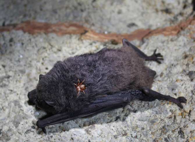 El enigma de las moscas vampiras que chupan sangre de murciélago
