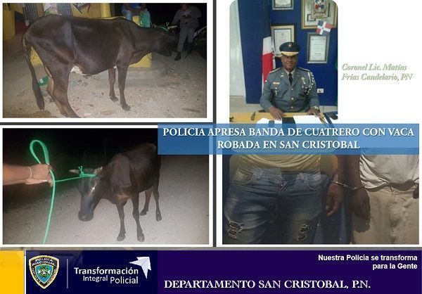 Policía apresa banda de cuatrero con vaca robada