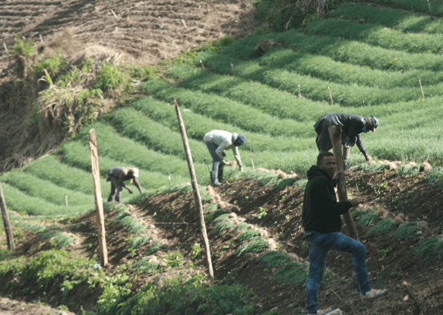 Se les acabó el tiempo a los productores de Valle Nuevo