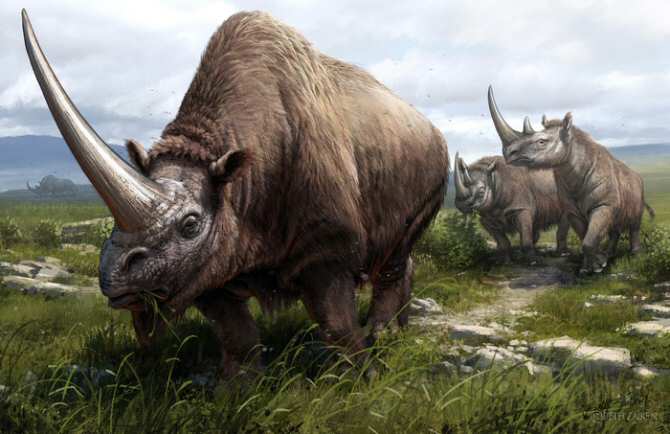 Aclaran el árbol genealógico evolutivo del rinoceronte