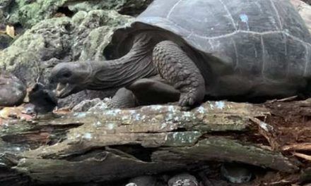 Tortuga cazando y devorando un pájaro