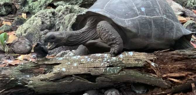 Tortuga cazando y devorando un pájaro