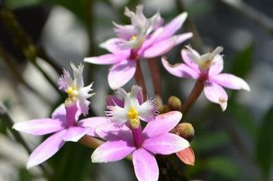 SDO: 54 años dedicados a promover el cultivo de las orquídeas