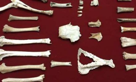 Descubren los restos fósiles de seis ciervos prehistóricos