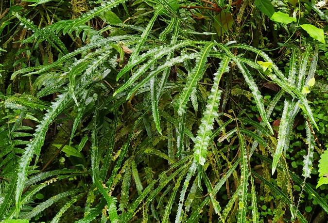 100 años después: la especie Goniopteris fuertesii ‘reaparece’ en cañada de Barahona