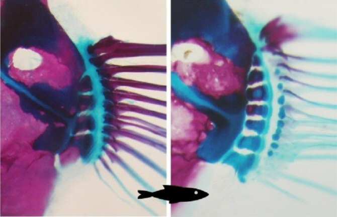 ¿Las aletas de los peces se forman de modo similar a los dedos humanos?