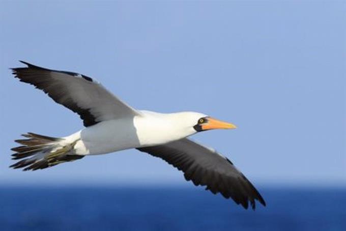 El infrasonido puede orientar a las aves marinas