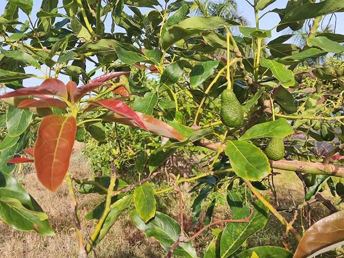 Espacio y tiempo: cómo entender mejor los procesos biológicos en el mundo vegetal