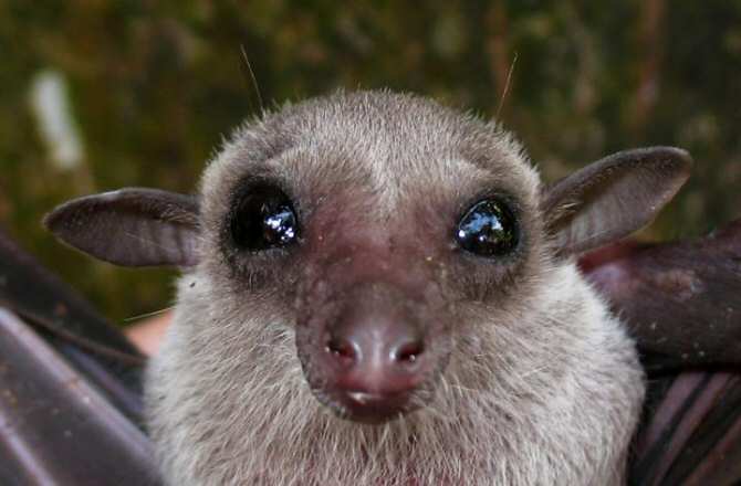 Este murciélago da la cara