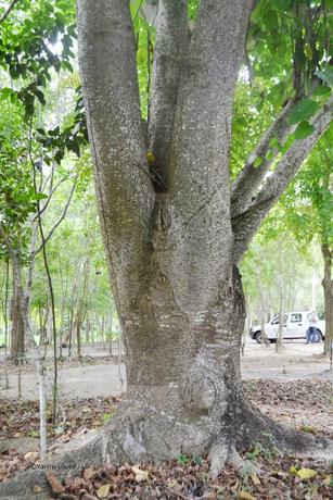 La mujer al revés: turismo botánico en Laguna Mallén