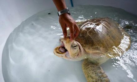 Las tortugas marinas regresan a las playas de Tailandia gracias a la pandemia