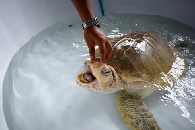 Las tortugas marinas regresan a las playas de Tailandia gracias a la pandemia