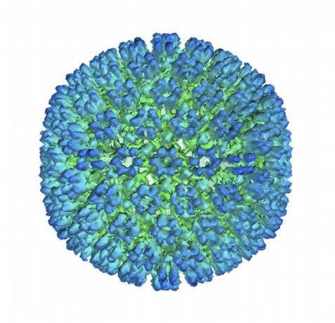 Nexo entre virus Epstein-Barr y esclerosis múltiple