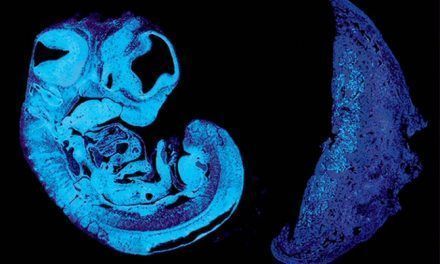 Comunicación entre el feto y la placenta