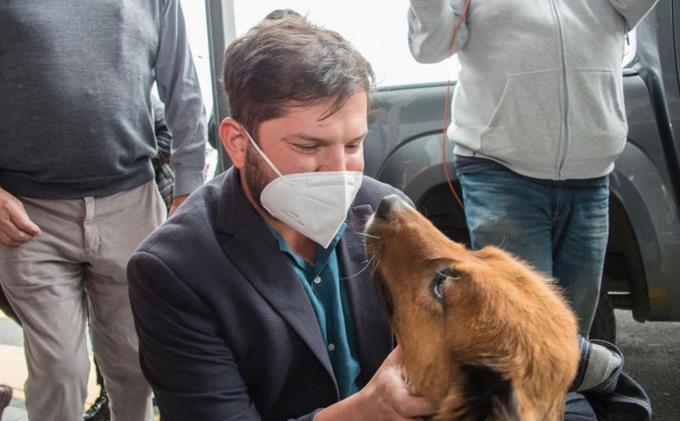Brownie», el perro de Boric que causa furor en las redes sociales
