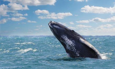 Temporada de ballenas: ¿listos para ver a las jorobadas?