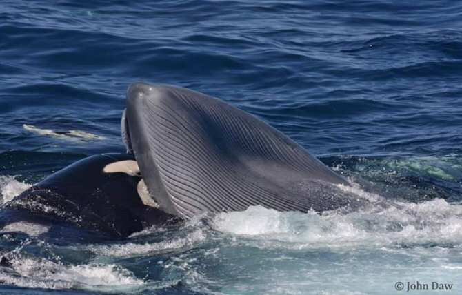 Animal marino que caza y mata a la ballena azul